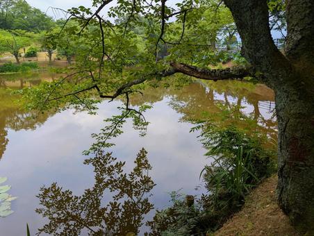 水に映った松の木 水に映った松の木 水辺,松の木,松の写真素材