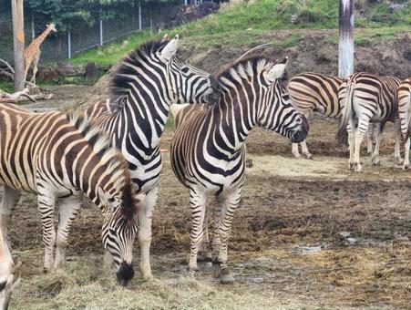 シマウマ シマウマの写真