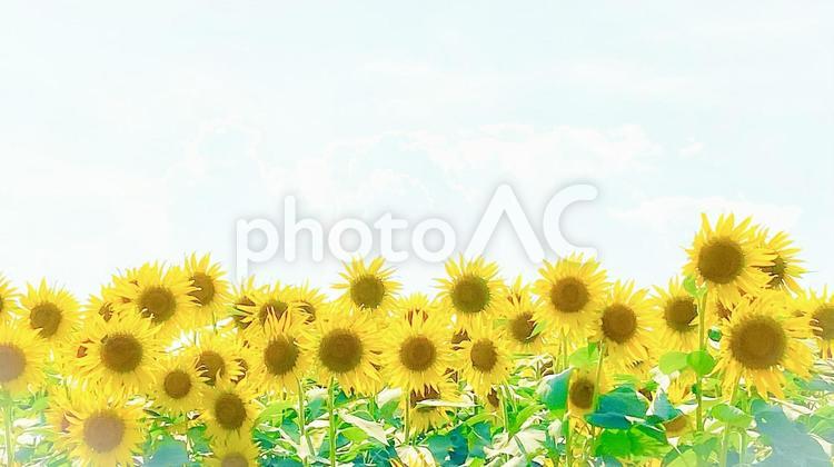 水彩画のように見えるひまわりの爽やかな夏 夏,自然,花の写真素材