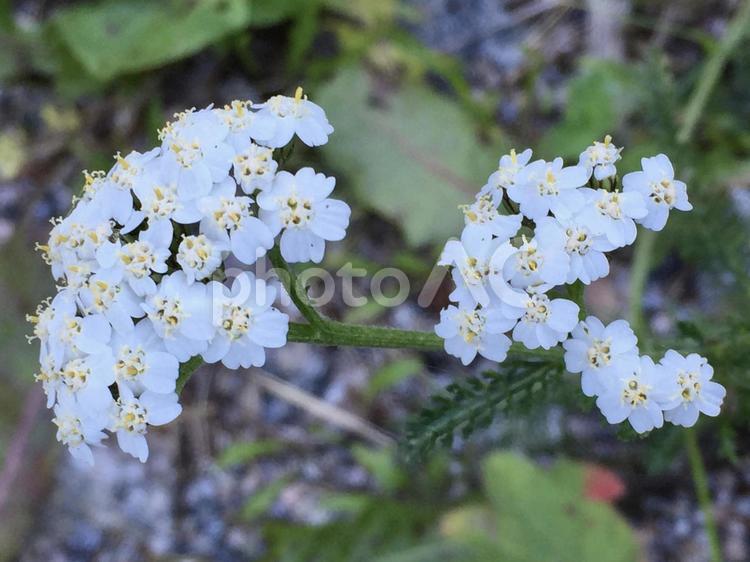 白いセイヨウノコギリソウ セイヨウノコギリソウ,白い花,小さな花の写真素材