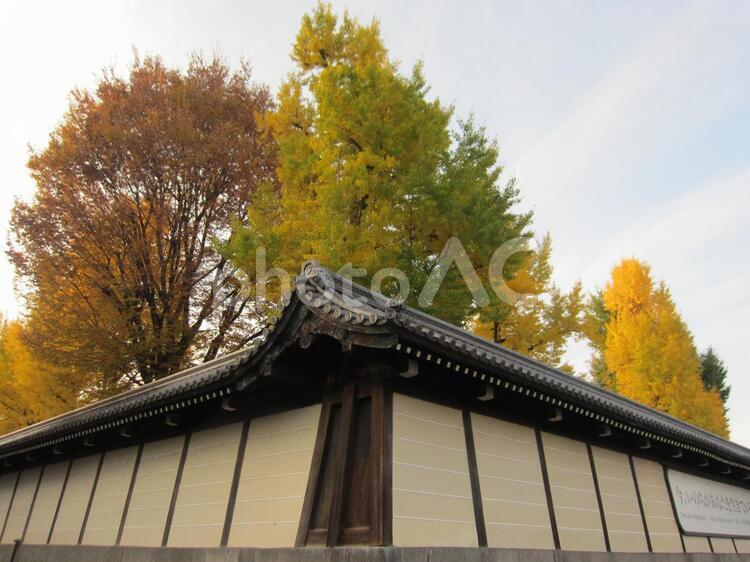 土塀を超える、黄金色の大樹。 いちょう,土塀,秋の写真素材