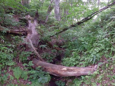 Photo, natural, wood, mountain, 