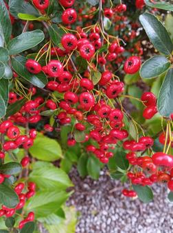 ピラカンサ（ピラカンサス） ピラカンサス,ピラカンサ,赤い実の写真素材