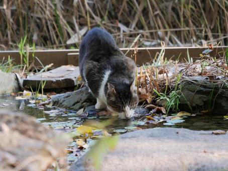 洗足池　水を飲む猫 野良猫,地域猫,猫の写真素材