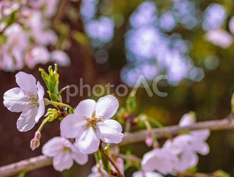 ソメイヨシノ桜ｰ8 ソメイヨシノ,さくら,桜の写真素材