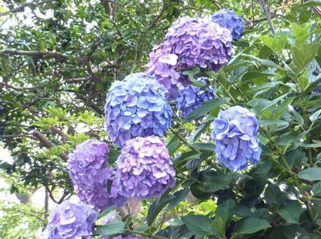 紫陽花の写真