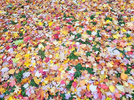 秋の紅葉　落ち葉のカーペット 秋の紅葉,落葉,カーペットの写真素材