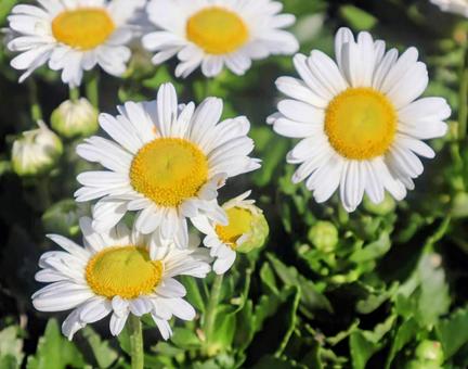 ニッポンデージーの写真