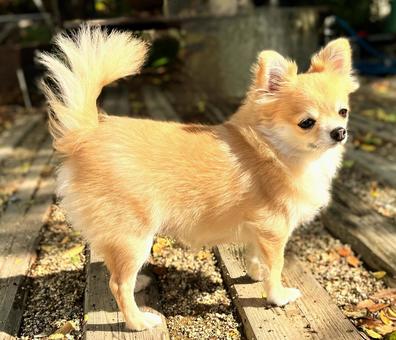 チワワ 犬,チワワ,ドッグの写真素材