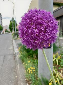 Purple Allium giganteum blooming in a flowerbed, JPG Purple Allium giganteum blooming in a flowerbed, JPG