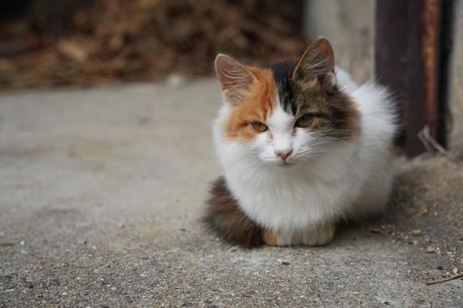A small sitting calico cat I found in Naoshima, JPG A small sitting calico cat I found in Naoshima, JPG