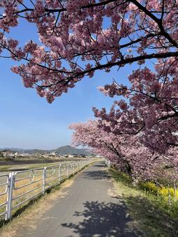 思わず笑顔になる春の色 河津桜,早咲き桜,春の訪れの写真素材