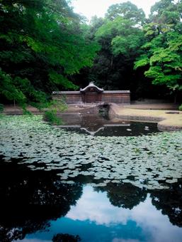 庭園の池と空と唐門 庭園の池と空と唐門 庭園,和風,池の写真素材