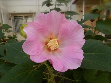 花 花の写真