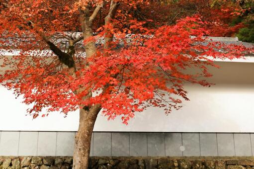 室生寺 室生寺,女人高野,紅葉の写真素材