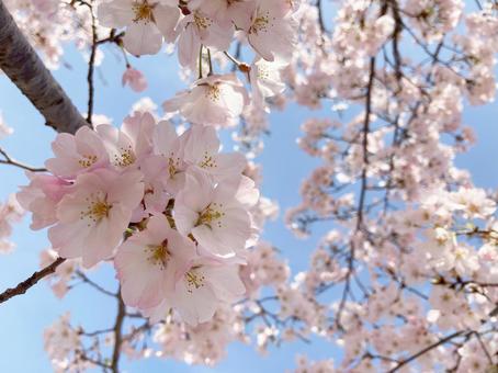 桜と青空 桜と青空 桜,青空,ソメイヨシノの写真素材
