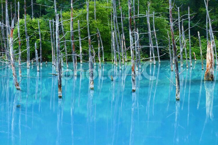 夏の美瑛・青い池 blue,hokkaido,pondの写真素材