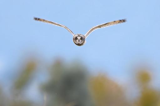 コミミズク コミミズク,フクロウ,ミミズクの写真素材