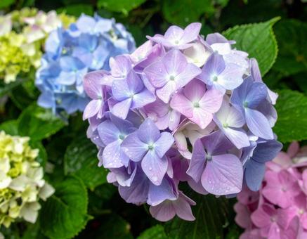 梅雨に咲く満開の紫陽花 梅雨に咲く満開の紫陽花の写真