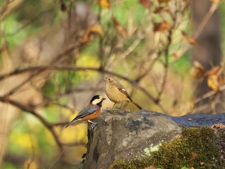 公園の水場　ヤマガラとジョウビタキの遭遇 ヤマガラ,ジョウビタキ,野鳥の写真素材