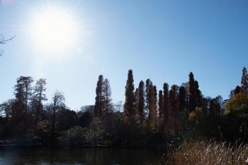 輝く太陽が照らす森 輝く太陽が照らす森の写真