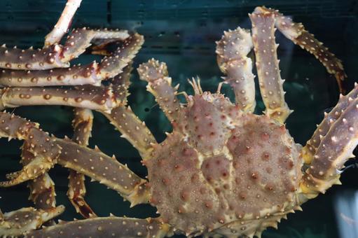 タラバガニ 活き,市場,魚市場の写真素材