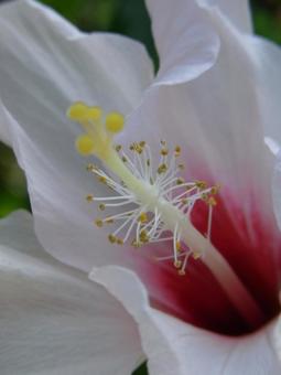 温室の白いハイビスカス・花芯部分 温室の白いハイビスカス・花芯部分の写真