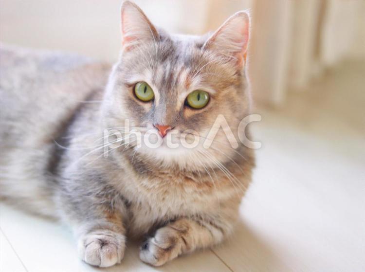 カメラ目線でこちらを見つめてくる猫 猫,ねこ,ネコの写真素材