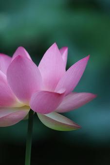 Photo, lotus flower, a lotus, less family, 