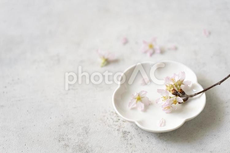 桜　花型皿　グレーバック 桜,啓翁桜,花の写真素材