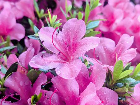 つつじの花 つつじの花 つつじ,ピンク,背景の写真素材