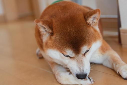 真剣な表情で前足の毛繕いをする柴犬 真剣な表情で前足の毛繕いをする柴犬の写真