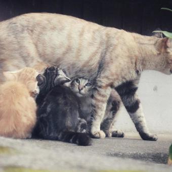 ねこ ねこの写真