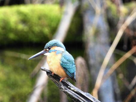 倒木にとまるカワセミの写真