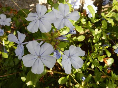 【花の写真】ルリマツリ(瑠璃茉莉) 【花の写真】ルリマツリ(瑠璃茉莉)の写真