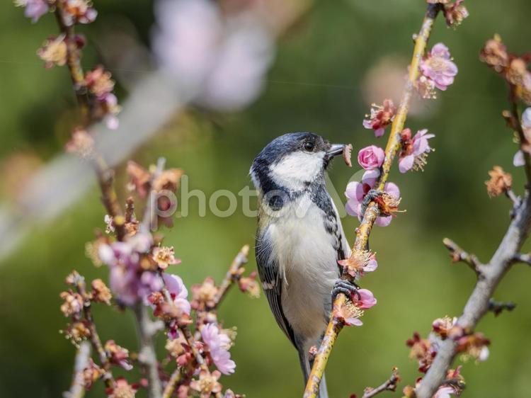 梅の枝で朝ごはんを探すコガラくん コガラ,梅の枝,花の写真素材