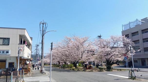 Photo, cherry blossoms, the way, bloom, 