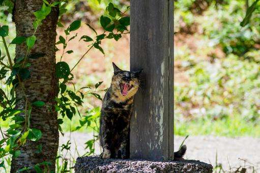 猫(201) 猫(201)の写真