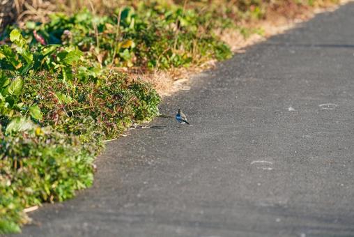 歩道を悠々と歩くハクセキレイの若鳥 ハクセキレイ,セキレイ科,若鳥の写真素材