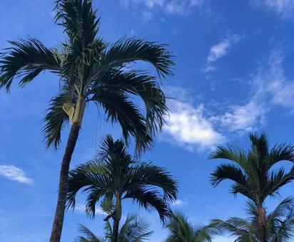南国の椰子の木 ヤシの木,椰子,空の写真素材