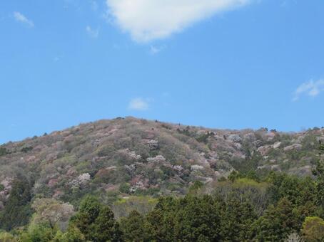 山桜と青空の写真