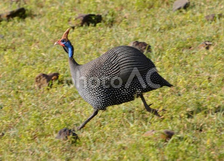 アフリカ　サファリ　鳥　野生　生き物 アフリカ,サファリ,サバンナの写真素材