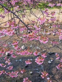 河津桜 桜,春,河津桜の写真素材