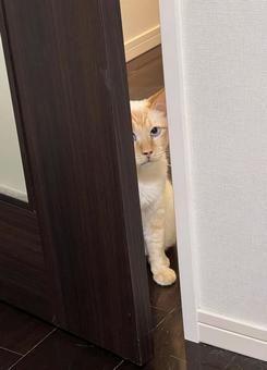 覗く猫 覗く猫 ねこ,白猫,シャム猫の写真素材