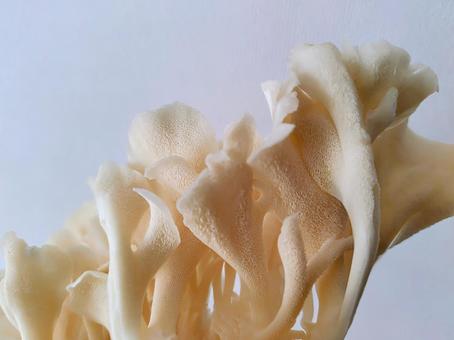 白舞茸 白舞茸 白舞茸,まいたけ,きのこの写真素材