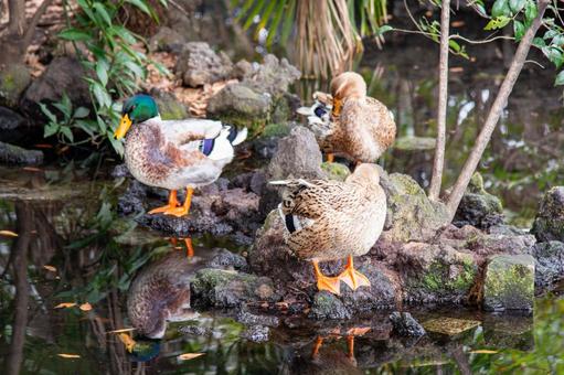 マガモの仲間が集う マガモ,カモ,鴨の写真素材