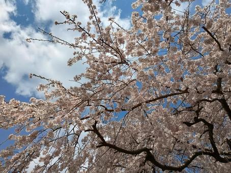桜 桜の写真