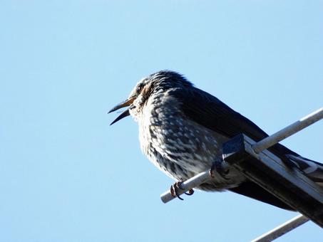 アンテナにつかまり鳴くヒヨドリ アンテナにつかまり鳴くヒヨドリの写真