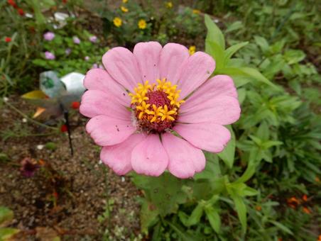 【花の写真】 ヒャクニチソウ(百日草) 【花の写真】 ヒャクニチソウ(百日草)の写真