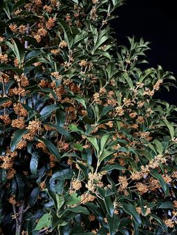 夜の金木犀 金木犀,秋,キンモクセイの写真素材